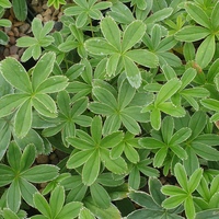 Alchemilla alpina SDR6957